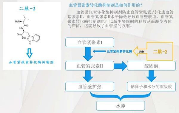 二肽-2的作用机制.jpg