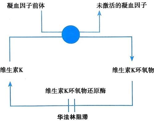 华法林作用机制