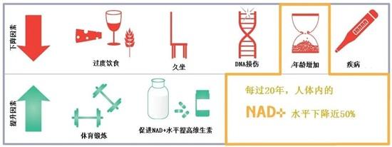 烟酰胺核糖