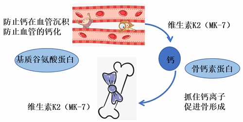 甲萘醌-7