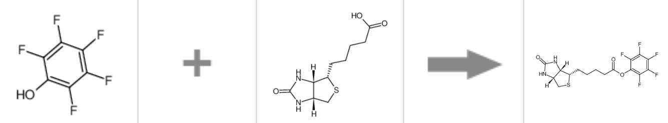图1 <span style='color:red;'>五氟苯酚生物素酯</span>合成反应式.jpg