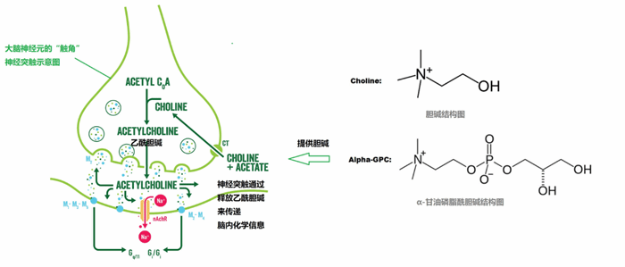 <span style='color:red;'>甘油磷酰胆碱</span>作用机制