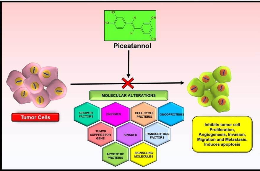 Uses of Piceatannol