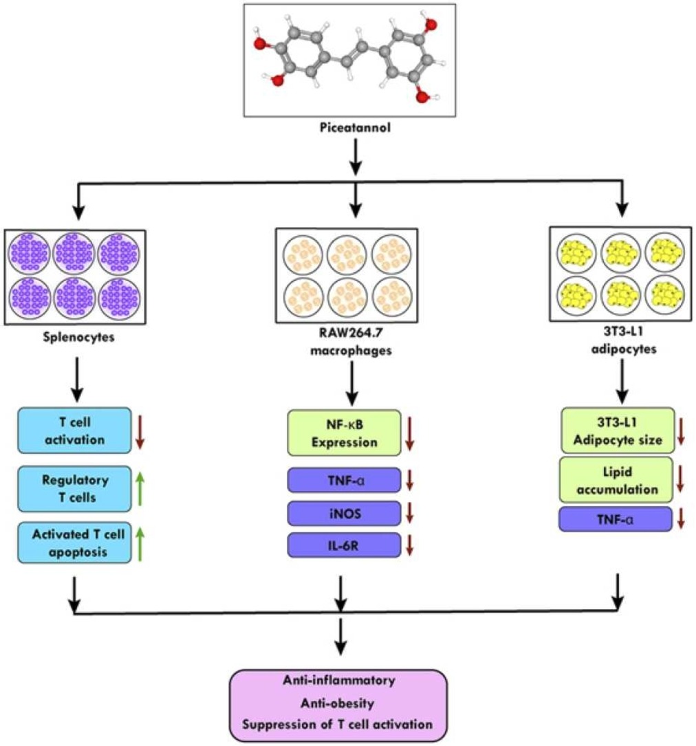 Anti-inflammatory Effects of Piceatannol