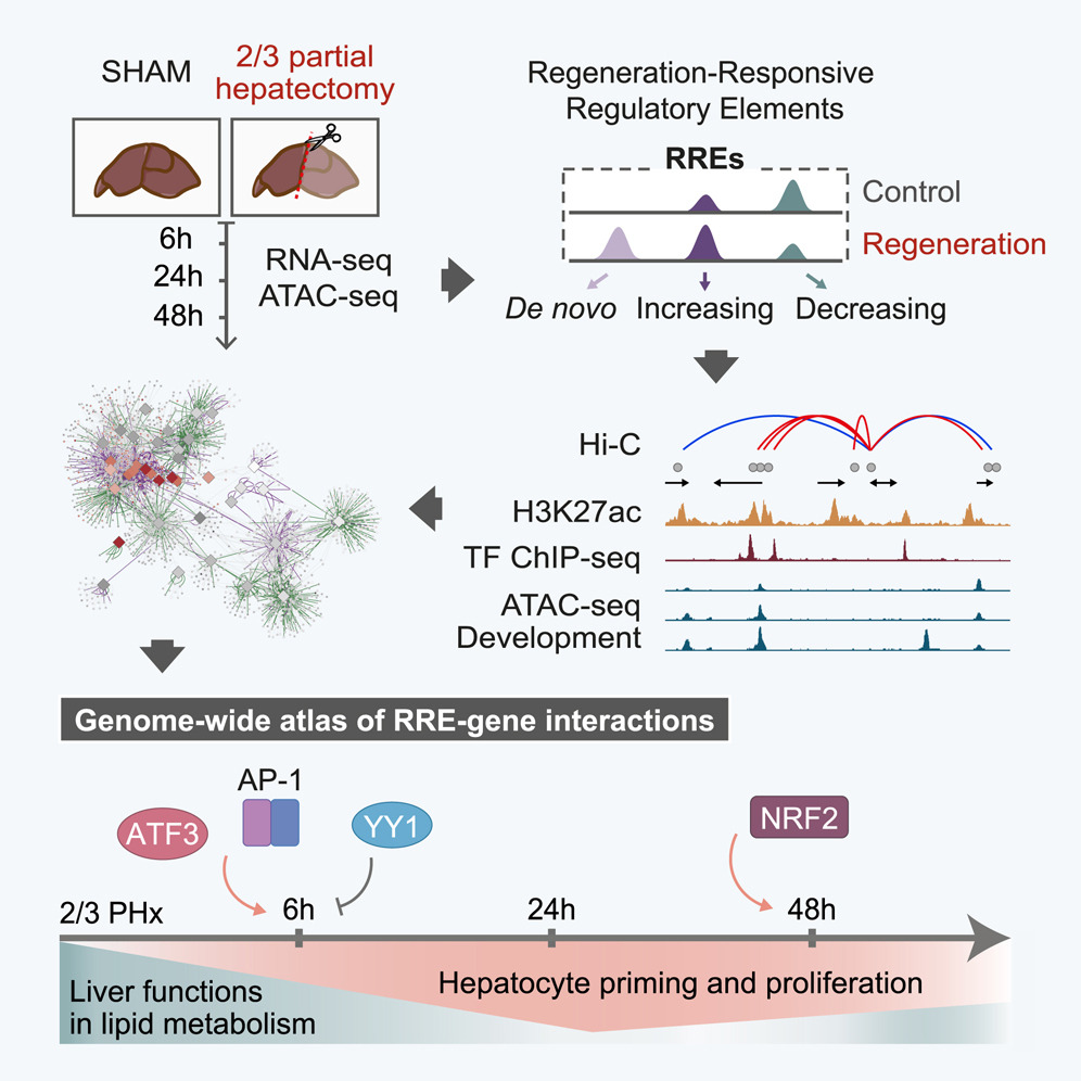 Why Can Our Liver Regenerate? Key Gene Mechanisms in Liver Regeneration | Latest Cell Genomics Research
