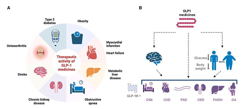 The Expanding Benefits of GLP-1 Medicines