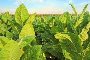 A large supply of tobacco series (such as silk bundles, vinegar slices, cigarette paper, tobacco leaves, etc.) is available